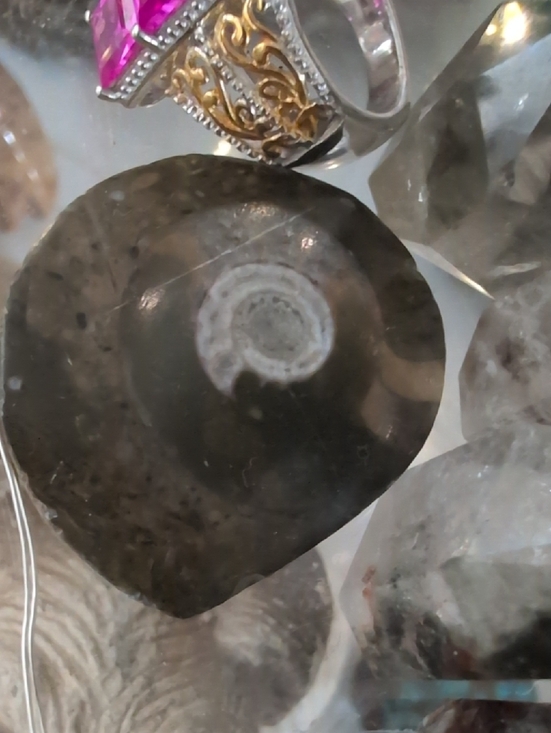 Jewelry - Natural Fossil